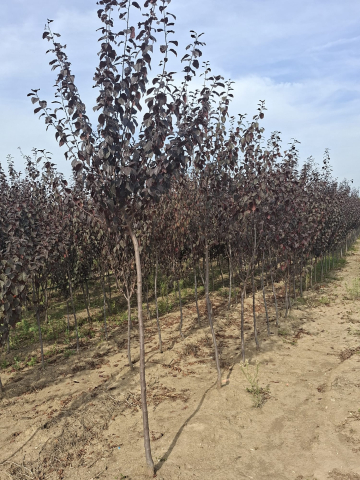 Produse - prunus pisardi