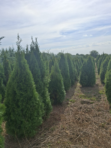 Produse - tuia Smaragd (Thuja occidentalis Smaragd) 150 – 170 cm