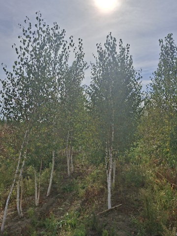 Produse - Mesteacăn Alb (Betula pendula)