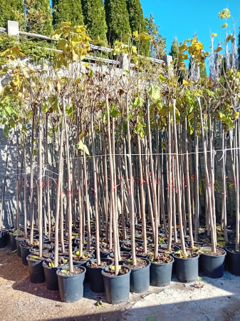 Produse - catalpa