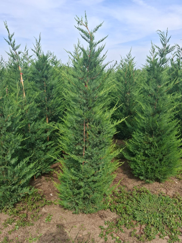 Produse - hiparos Leyland / Tuia Leylandii (Cupressocyparis leylandii) 150 – 180 cm