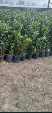Produse - laur cerasus