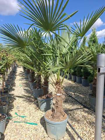 Produse - PALMIERI TRAHYCARPUS