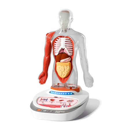 Jocuri - Joc STEM Anatomia umana, TopBright