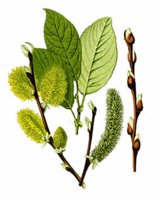 RACELI & GRIPE-Salcie-Cimbrisor-Tei-Salvie-Lavanda, 40 capsule, Favisan [5]