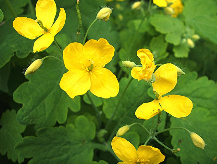 ROSTOPASCA, 70 capsule - FAVISAN la Nana Plafar [4]