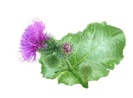 Brusture 40 capsule, FAVISAN la Nana Plafar [2]