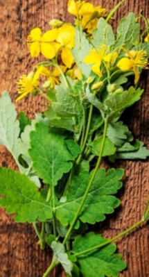 Crema cu Rostopasca, 50 ml - NATURA PLANT la Nana Plafar [5]