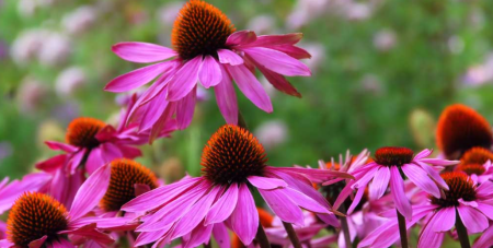 Echinacea, 70  capsule, Favisan la Nana Plafar [3]