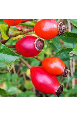 Maces, 40 capsule, Favisan la Nana Plafar [1]