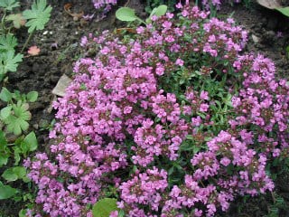 RACELI & GRIPE-Salcie-Cimbrisor-Tei-Salvie-Lavanda, 40 capsule, Favisan [2]