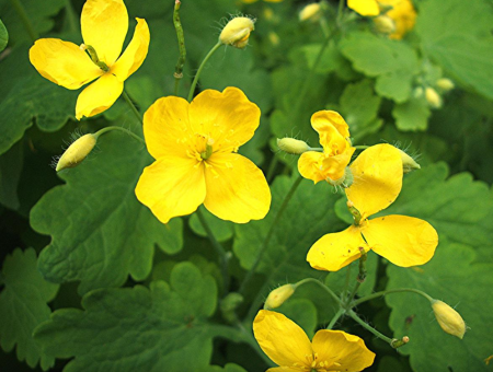 ROSTOPASCA, 70 capsule - FAVISAN la Nana Plafar [3]