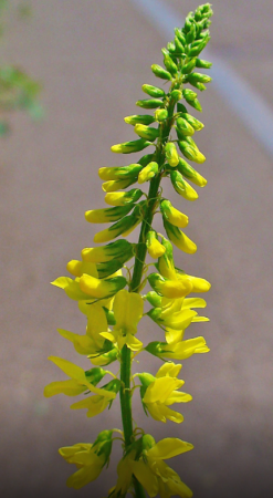 Sulfina, 40 capsule, Favisan [1]