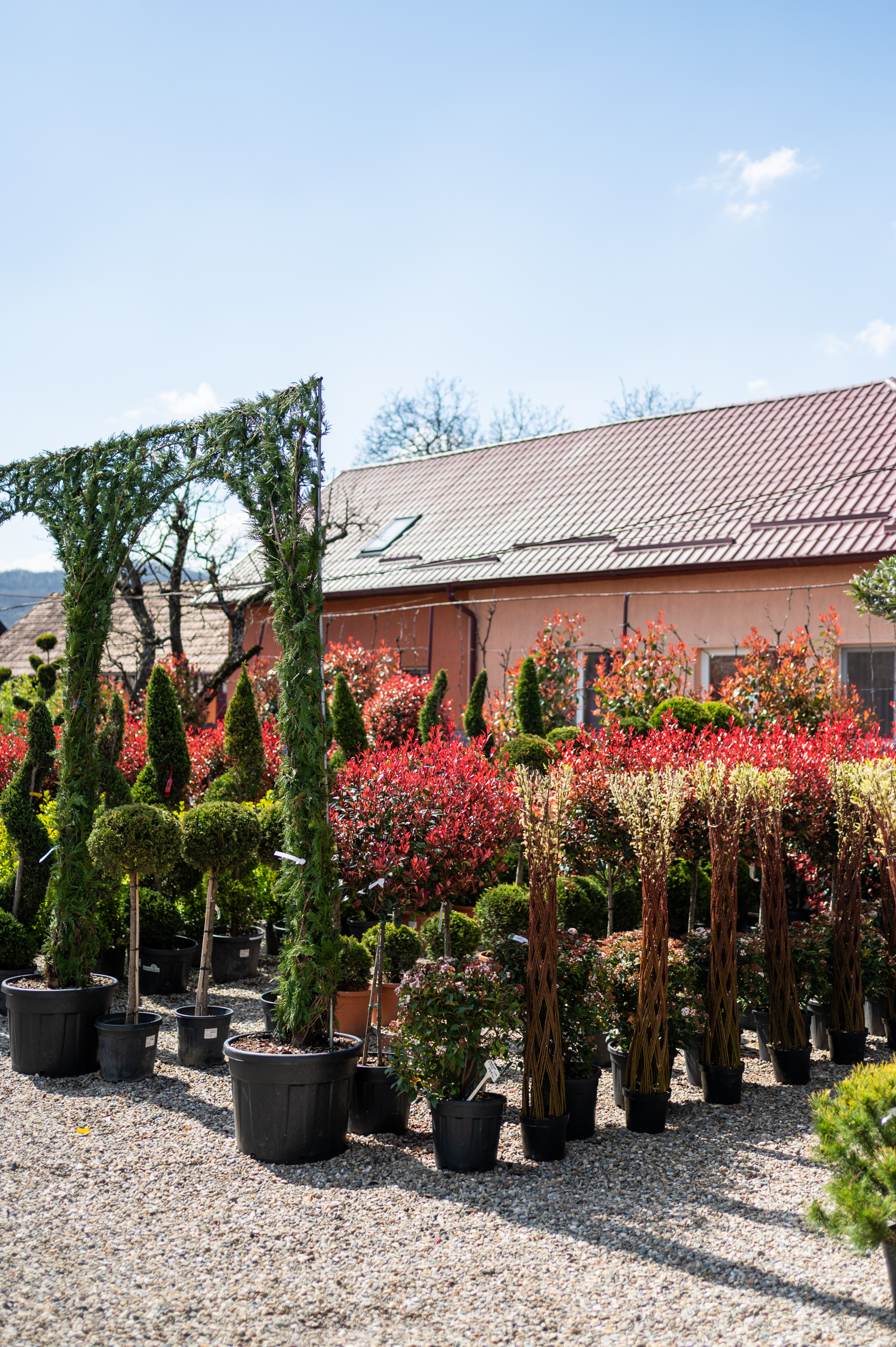 Caută plante Nea Garden