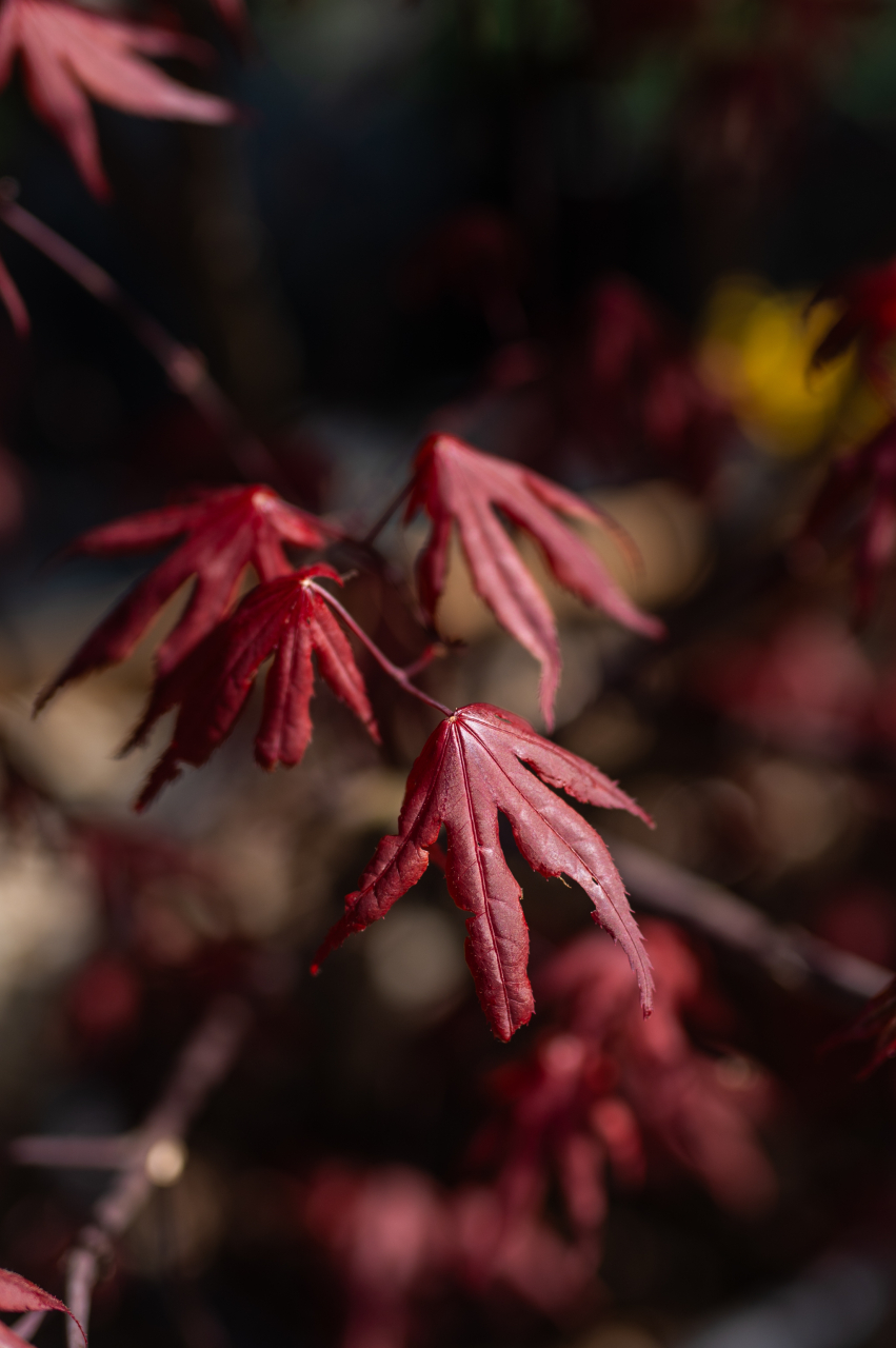 Arțar japonez (Acer palmatum 'Bloodgood') 12-14 cm [2]