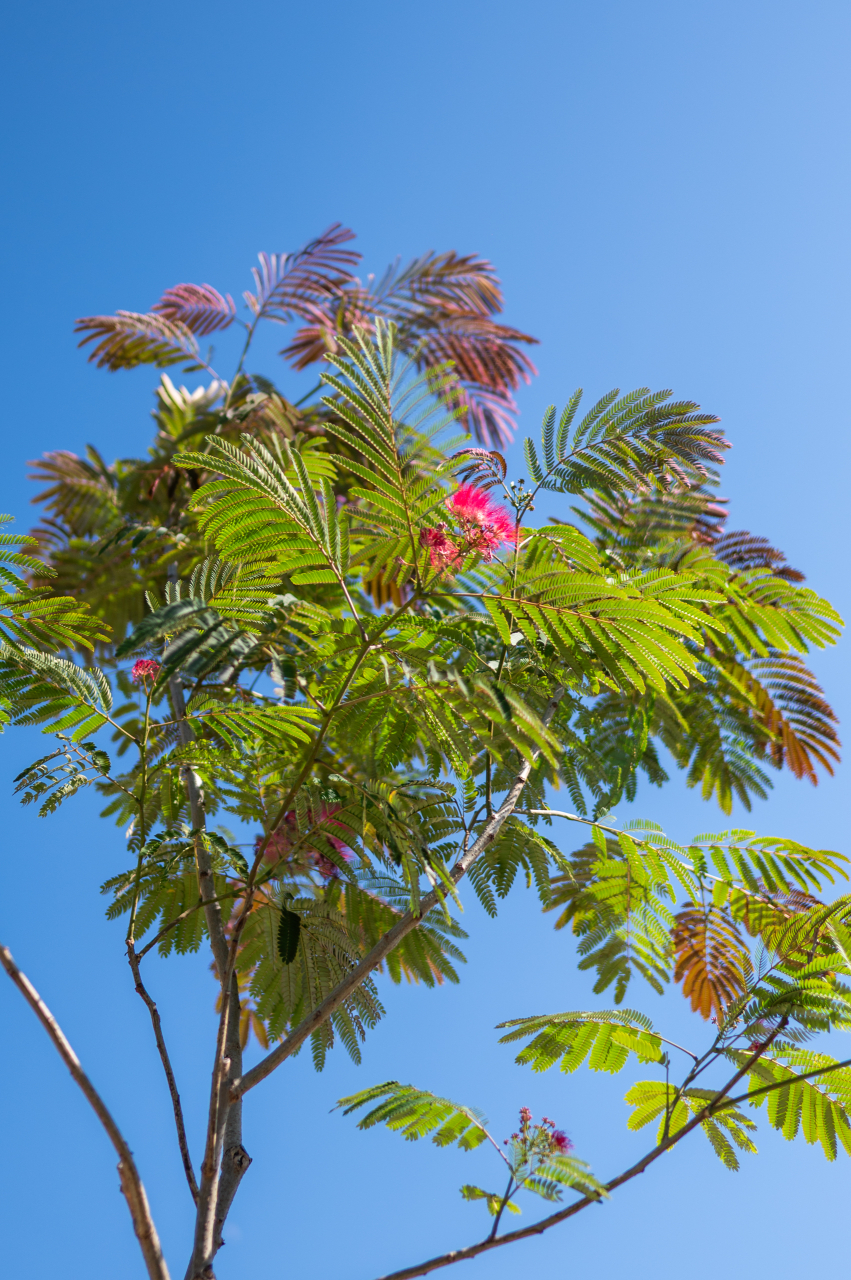 Arbore de mătase (Albizia julibrissin) 08-10 cm [2]