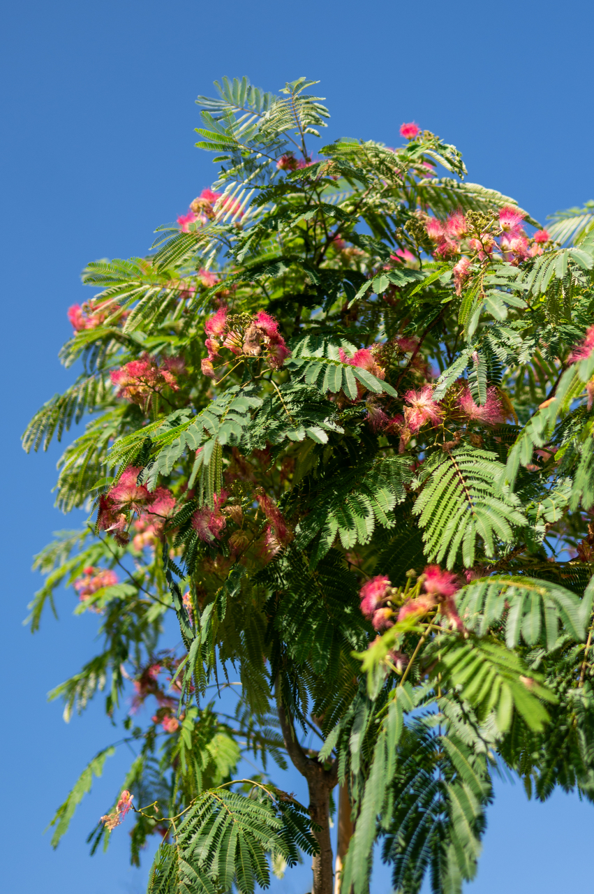 Arbore de mătase (Albizia julibrissin 'Ombrella') 12-14 cm [2]