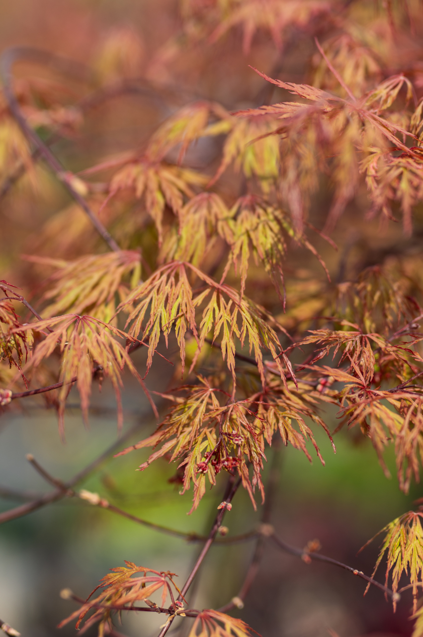 Arțar japonez (Acer palmatum 'Dissectum Rosso') C15L T1/2 Fusto [3]