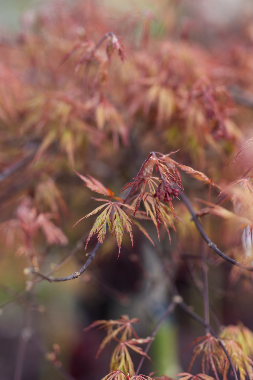 Arțar japonez (Acer palmatum 'Dissectum Rosso') C15L T1/2 Fusto [2]