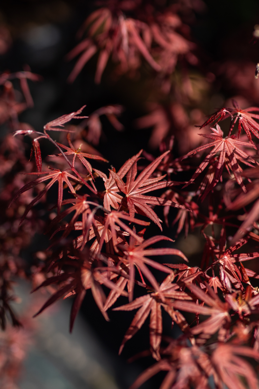 Arțar japonez (Acer palmatum 'Skeeter's Broom') C35L [2]