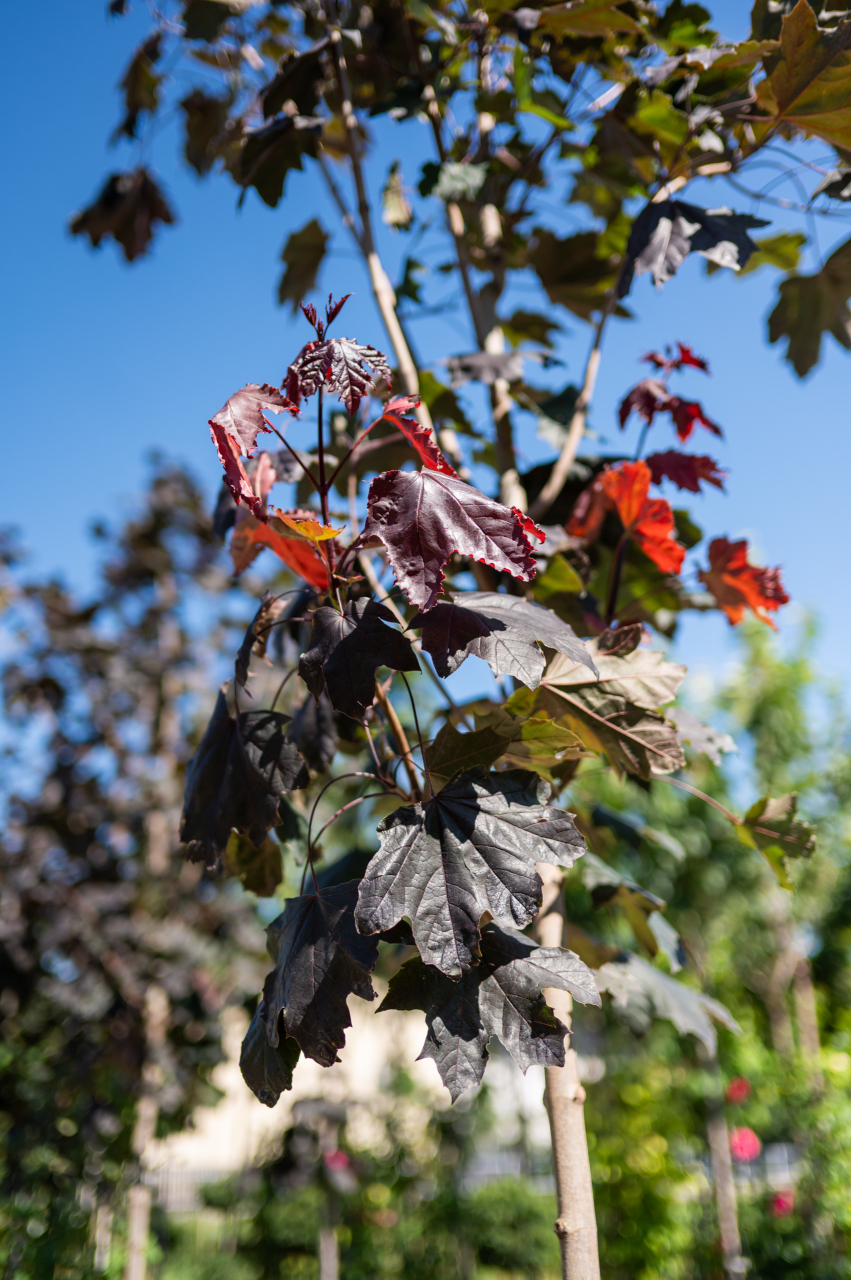 Arțar norvegian (Acer platanoides 'Royal Red') 08-10 cm [2]