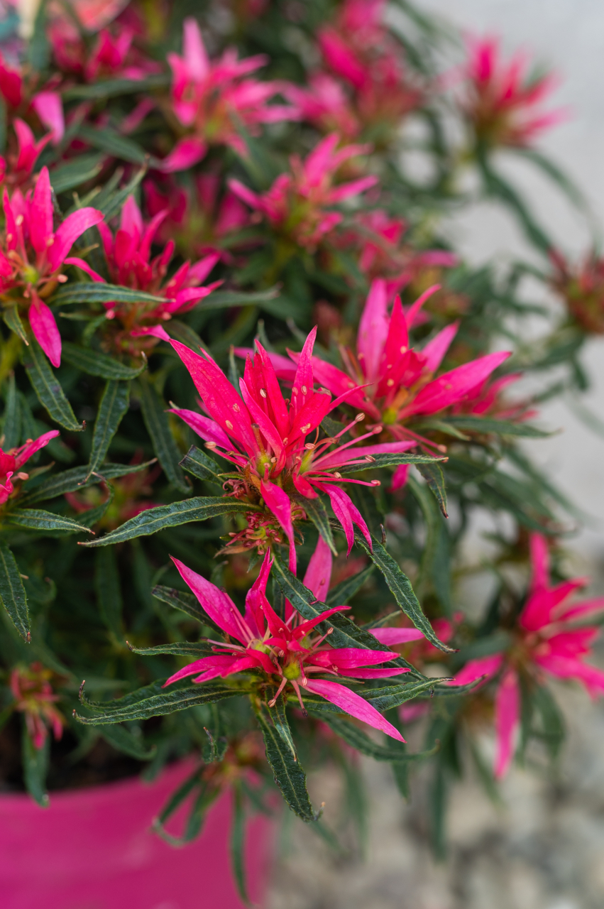 Azalee (Azalea 'Starstyle Pink') CS15 20-30 cm [2]