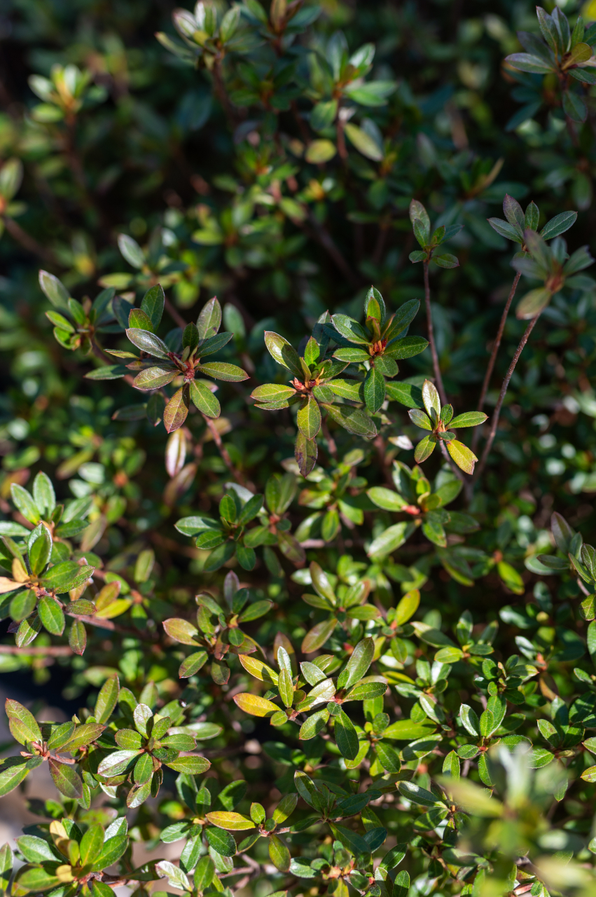 Azalee japoneză (Azalea japonica) C25L [2]