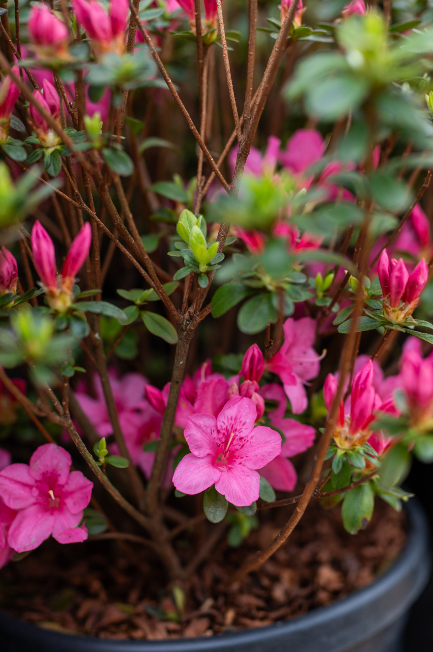 Azalee japoneză (Azalea japonica) [3]