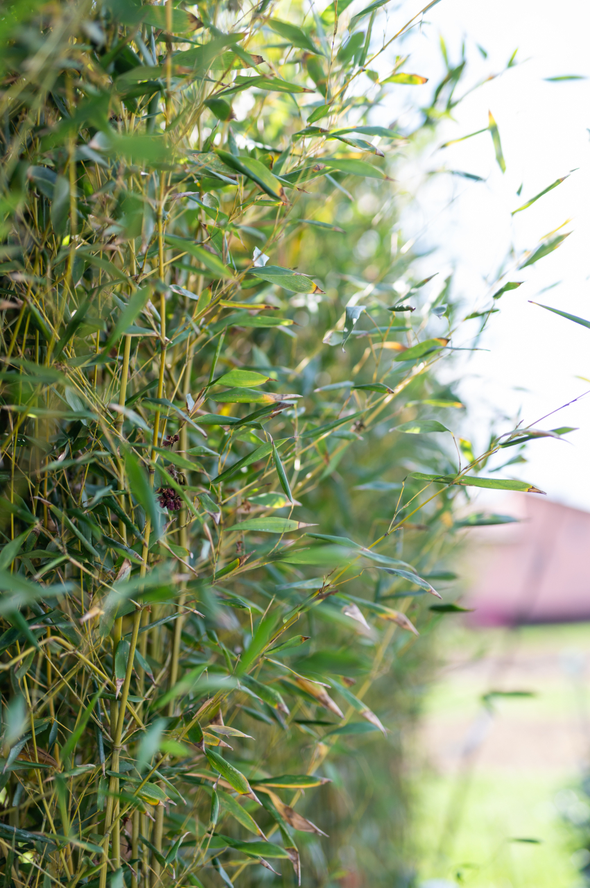 Bambus (Phyllostachys bissetii - Bambusa) C30L [2]