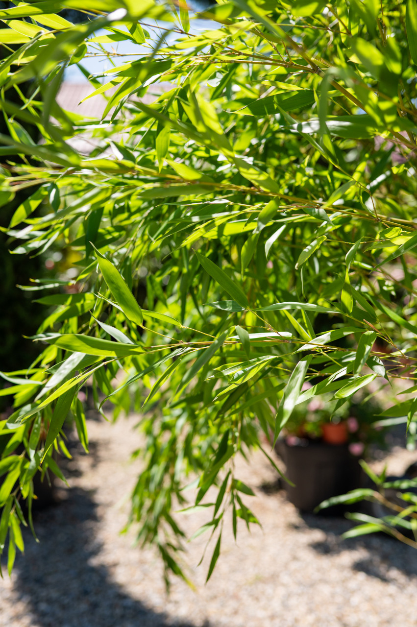 Bambus (Phyllostachys bissetii - Bambusa) C30L [3]