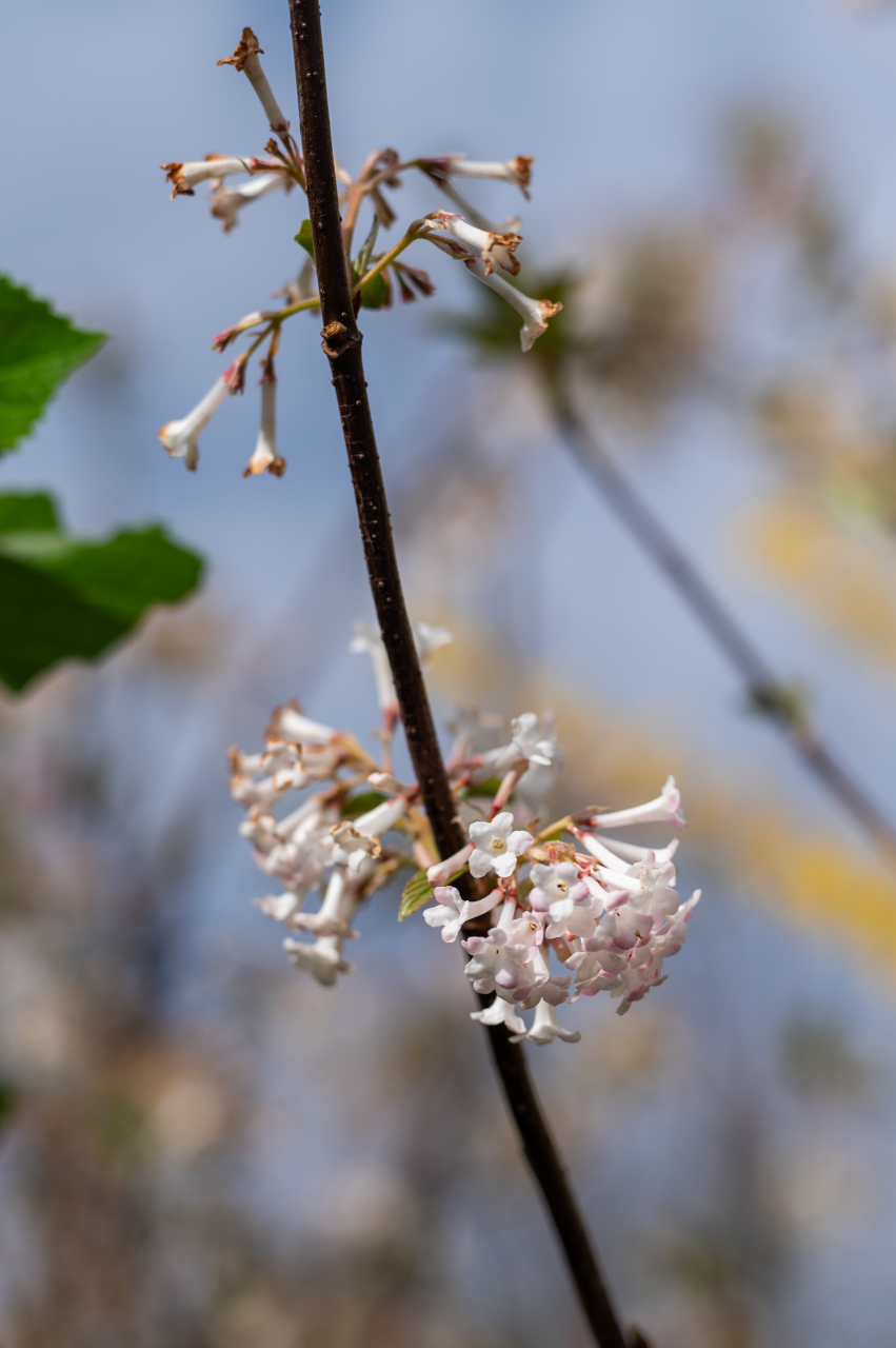 Călin (Viburnum × bodnantense 'Dawn') 60-80 cm [3]