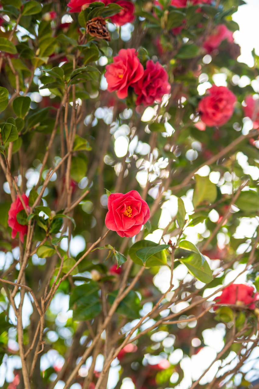 Camelie japoneză (Camellia japonica) C120L 160-180 cm Fusto [2]