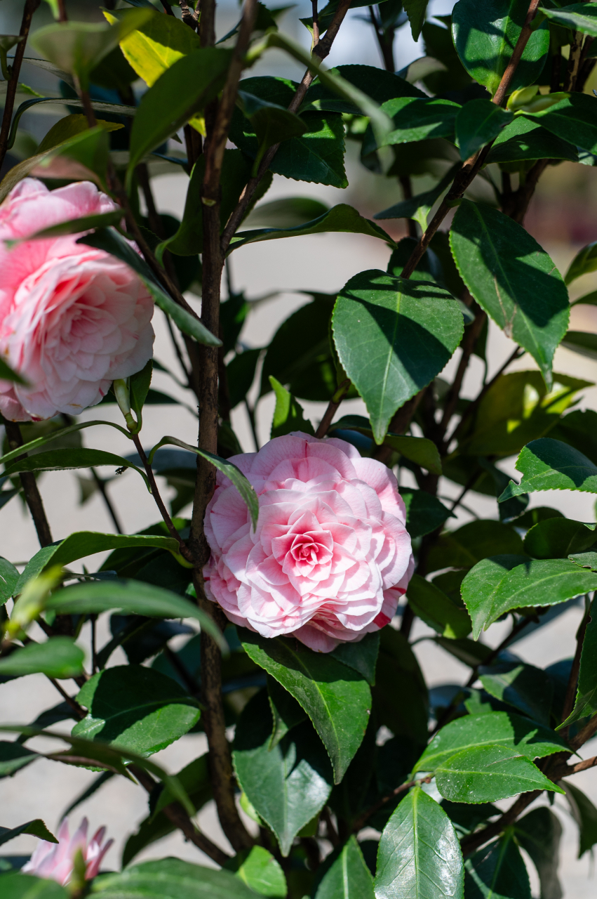 Camelie japoneză (Camellia japonica) C7L [3]