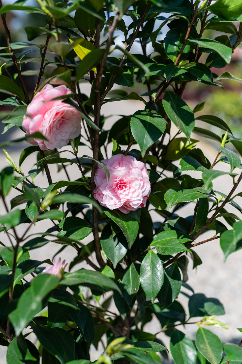 Camelie japoneză (Camellia japonica) C7L [2]