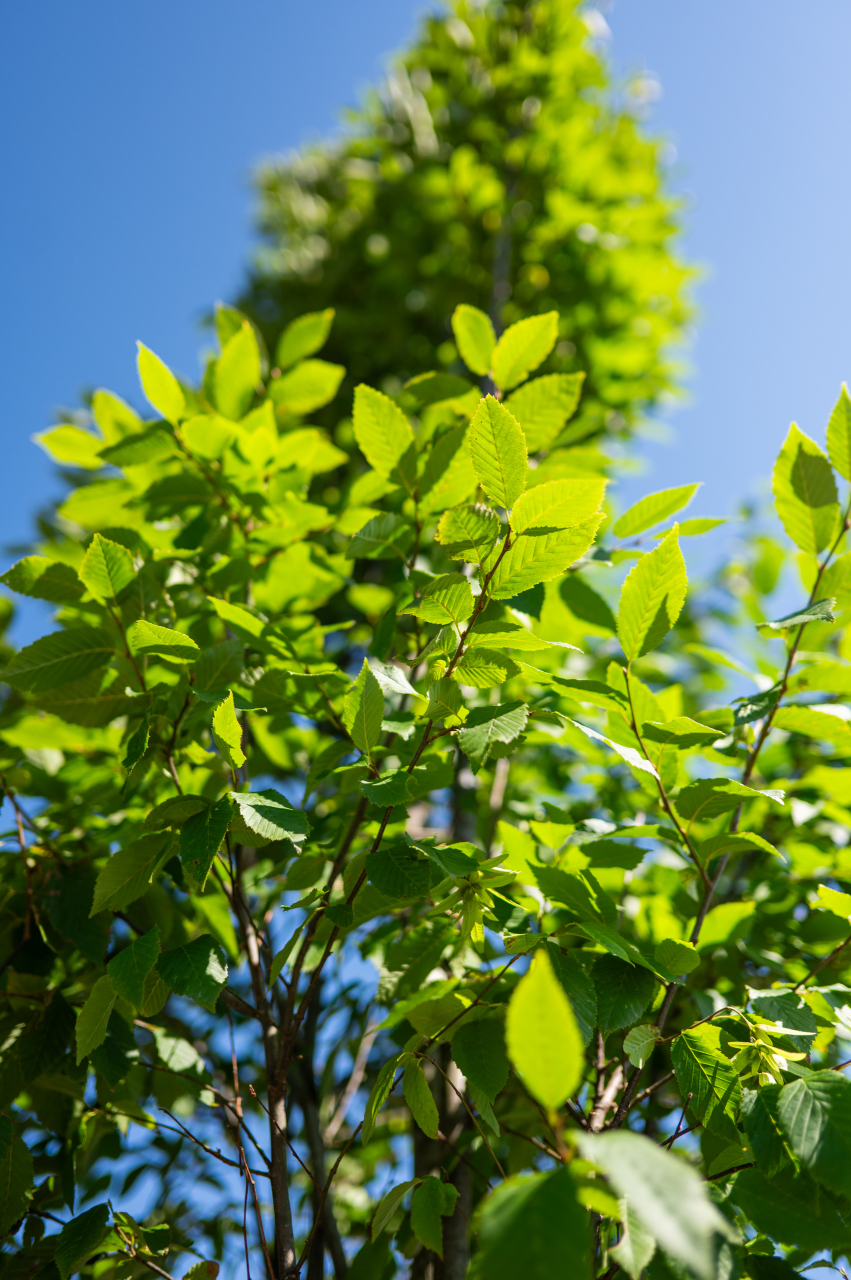 Carpen (Carpinus betulus 'Fastigiata') C55L 400-450 cm [2]