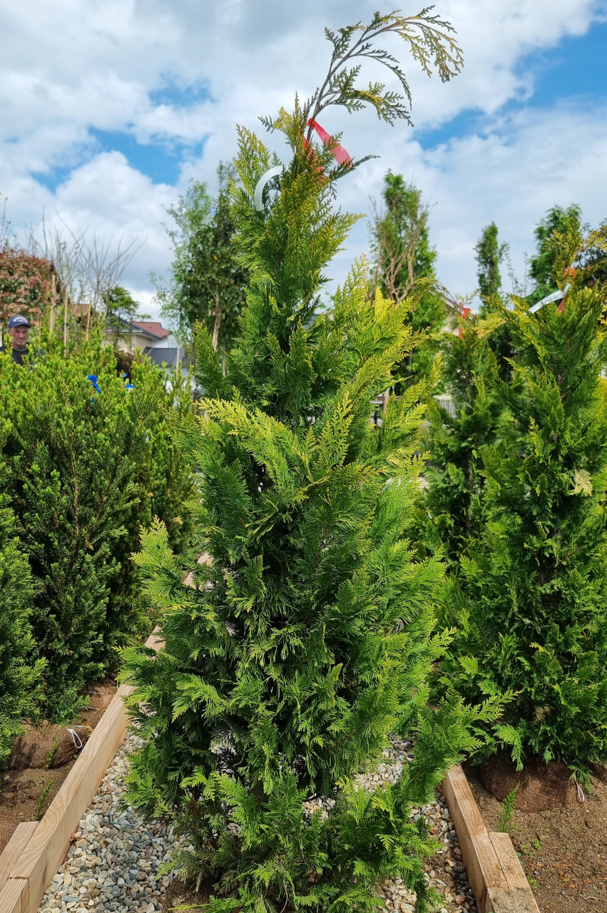 Chiparos Lawson (Chamaecyparis lawsoniana 'Ivonne') 125-150 cm Tuns [4]