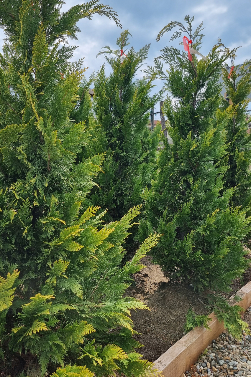 Chiparos Lawson (Chamaecyparis lawsoniana 'Ivonne') 125-150 cm Tuns [2]