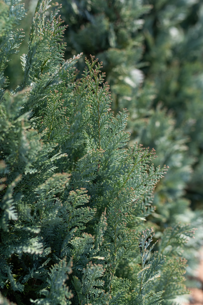 Chiparos Lawson (Chamaecyparis lawsoniana 'Van Pelt's Blue') 125-150 cm [3]