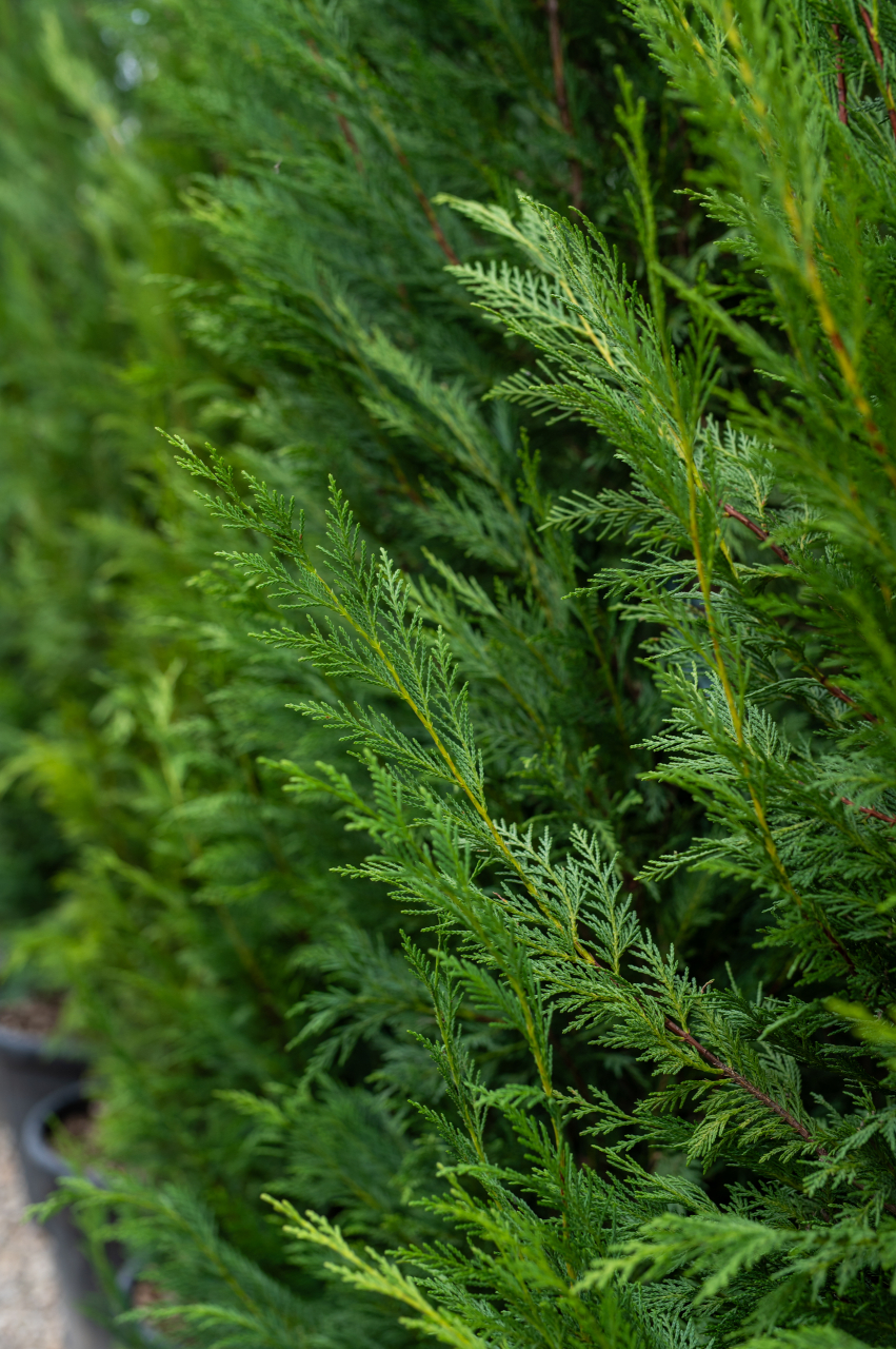 Chiparos / Leiland (Cupressocyparis leylandii) C30L 250-300 cm [2]