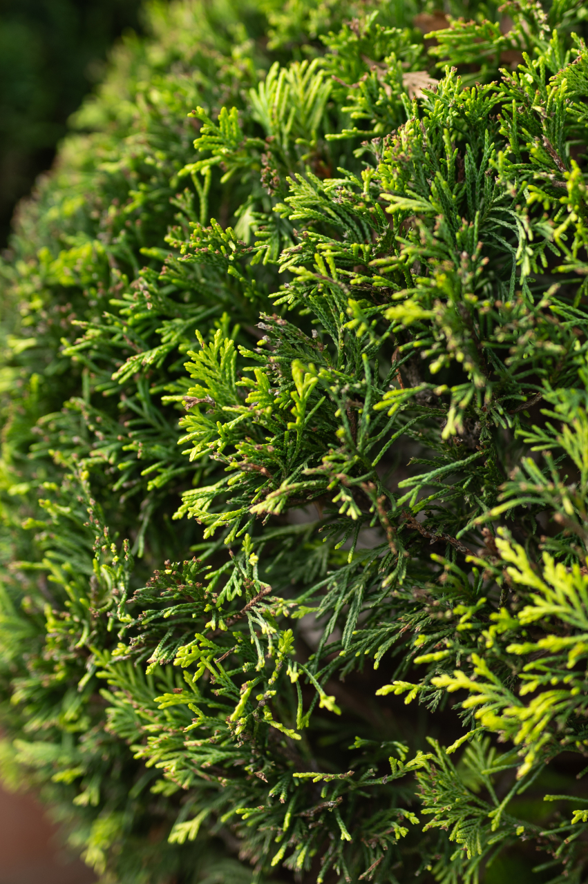 Chiparos Leyland auriu (Cupressocyparis leylandii 'Gold Rider') 3 Glob [3]