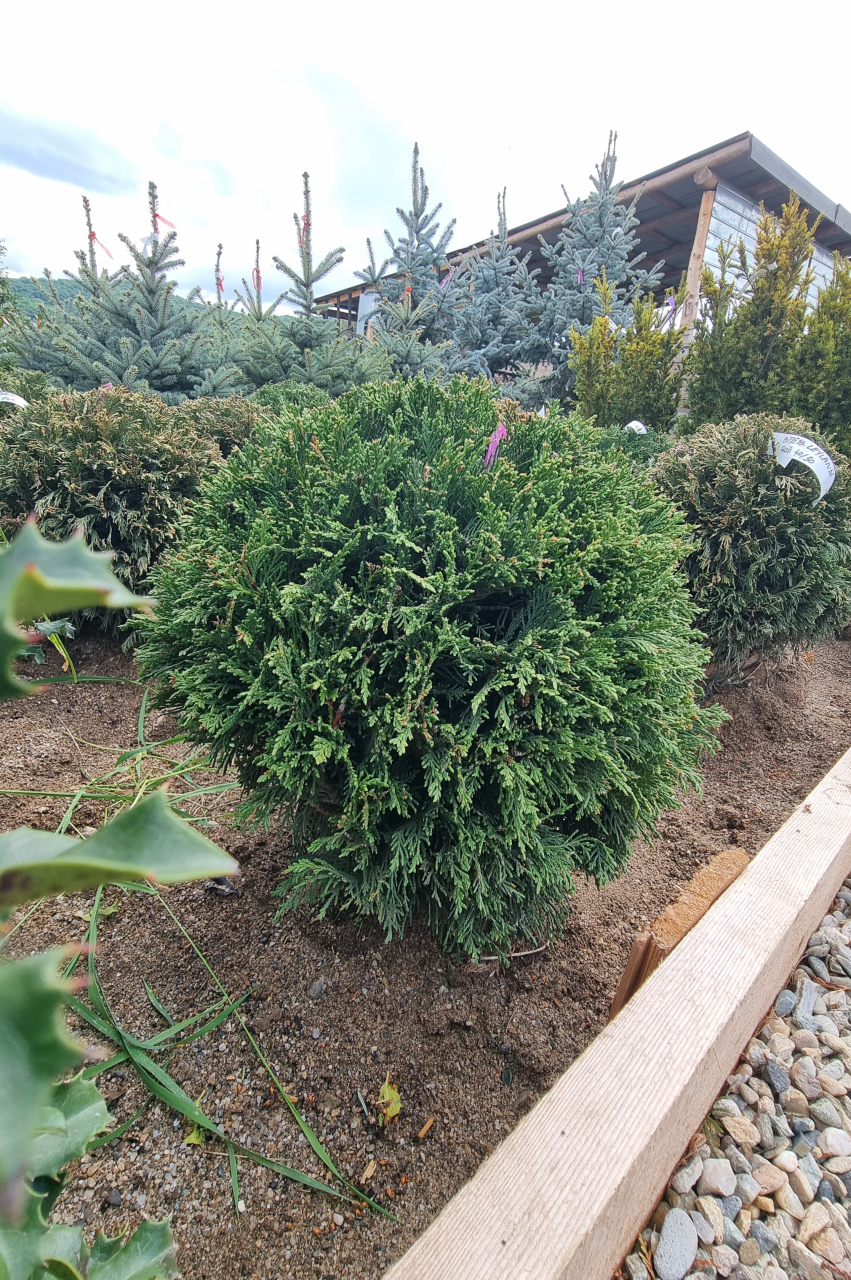 Chiparos Leyland (× Cupressocyparis leylandii) 40-50 cm Globosum [2]