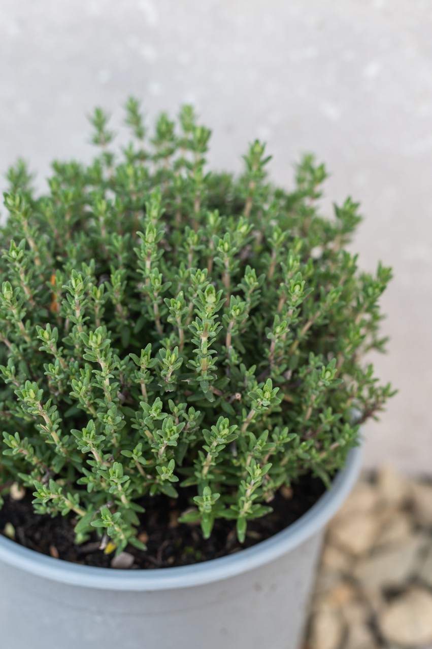Cimbru (Thymus) C13L [2]