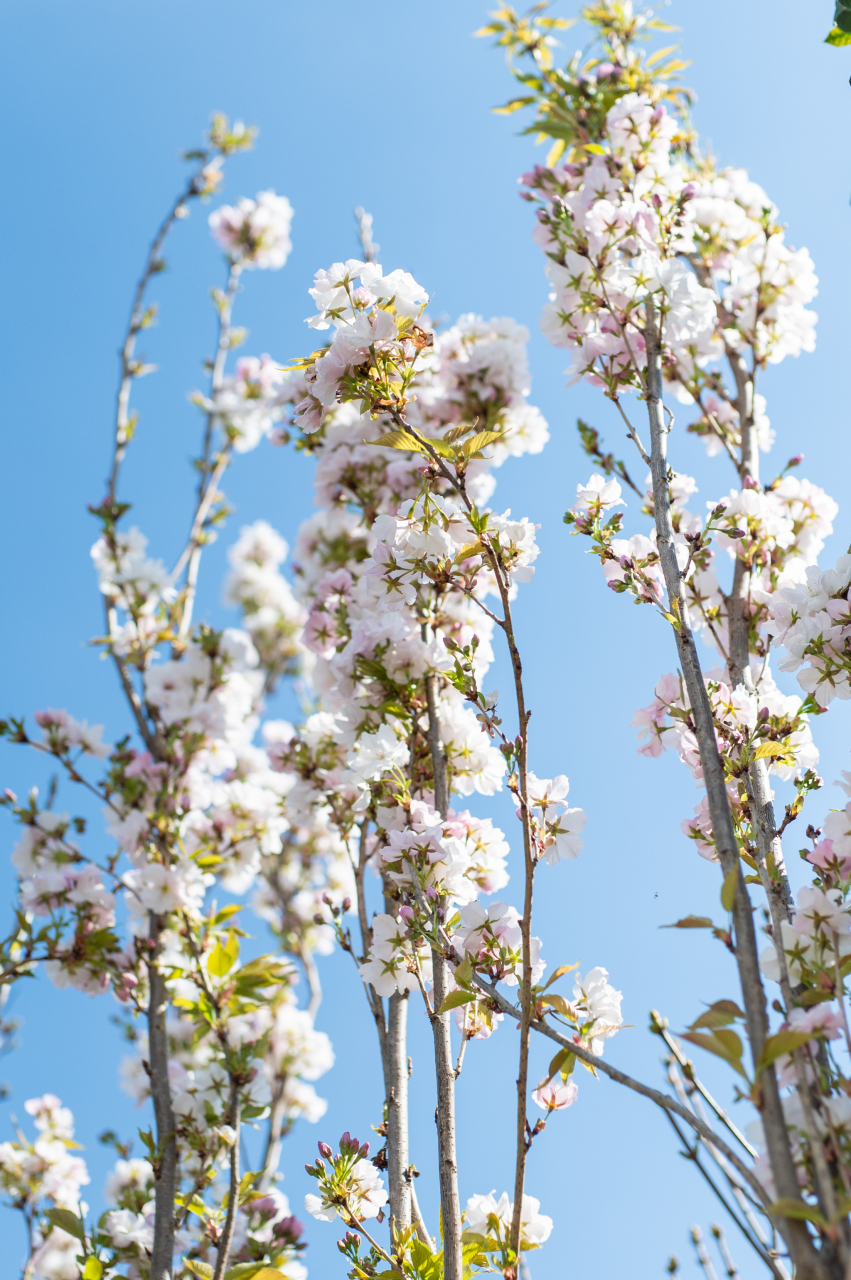 Cireș japonez (Prunus serrulata 'Amanogawa') [3]