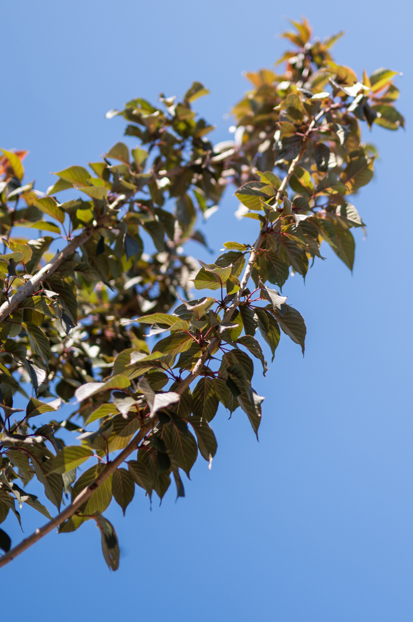Cireș japonez (Prunus serrulata 'Royal Burgundy') [3]