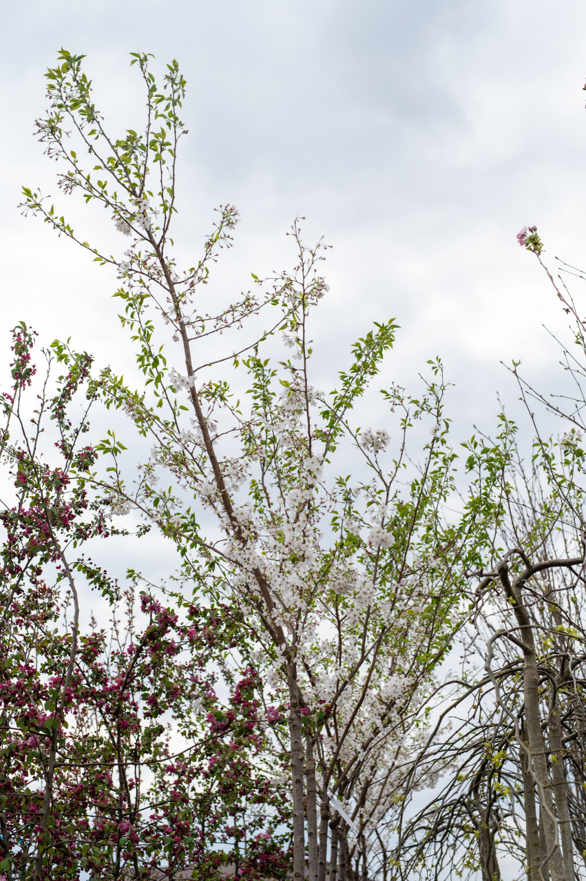 Cireș japonez (Prunus yedoensis) C30L [3]