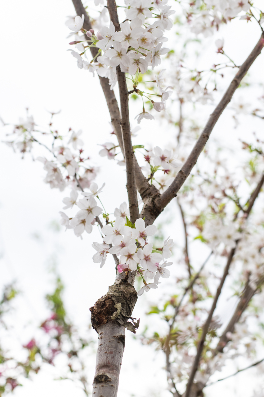 Cireș japonez (Prunus yedoensis) C30L [2]