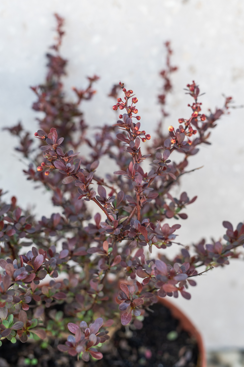 Drăcilă roșie (Berberis thunbergii 'Atropurpurea Nana') K3,5 [2]