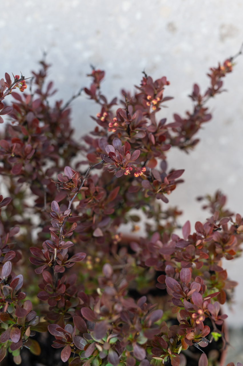 Drăcilă roșie (Berberis thunbergii 'Bagatelle') K3,5 [2]