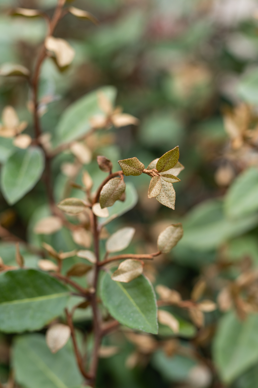 Elaeagnus (Elaeagnus ebbingei) 80-100 cm [3]