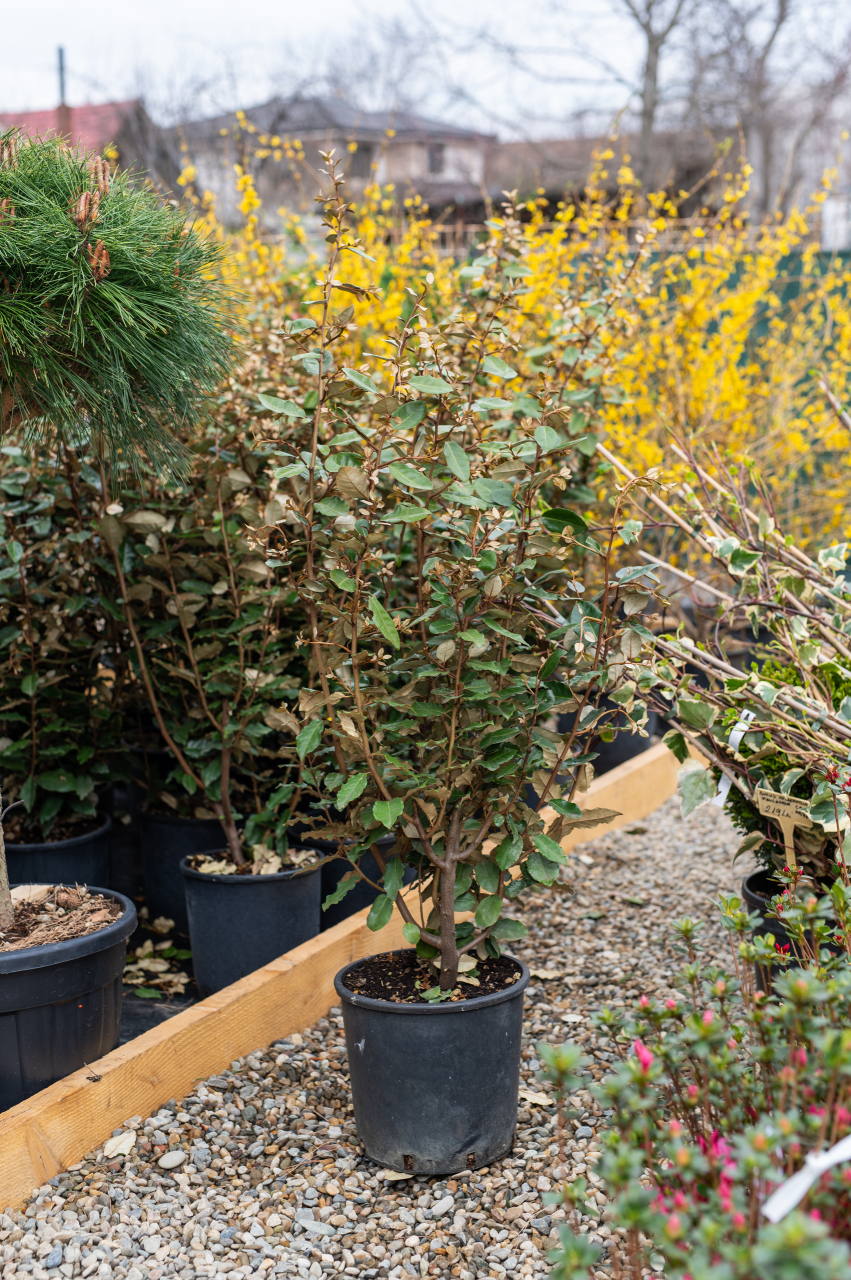 Elaeagnus (Elaeagnus ebbingei) 80-100 cm [4]